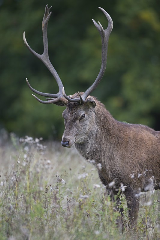 _H5X8594 Red Deer 'Rut' 2015 - New Deer Rut  2015