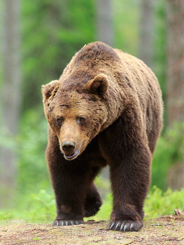 Brown Bear (male) in the forest at Martinselkonen - Brown Bear
