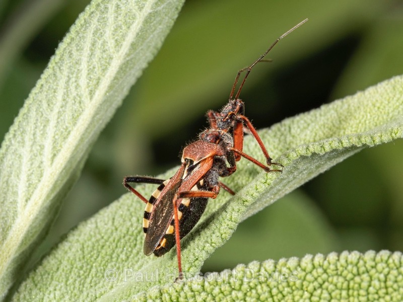 Assassin Bug (Rhinocoris iracundus) - Insects & Spiders & other animals 2021
