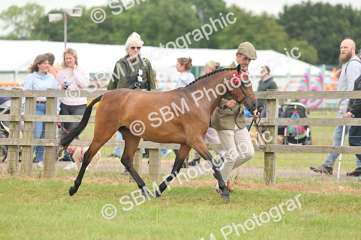 SBM_05548 - Class 68-73 - Riding Pony Breeding