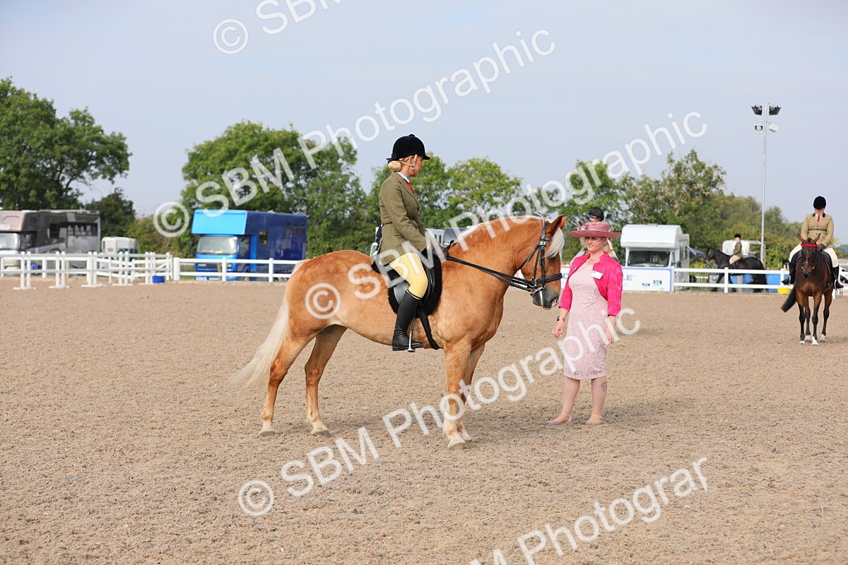 SBM_10711 - Class 303 Ridden Pure Bred Horse/Pony (excl M&M)