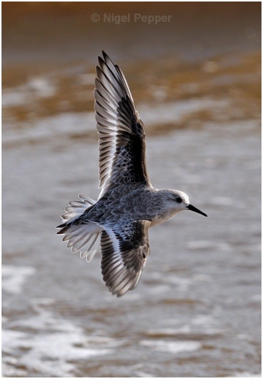 Sanderling in Flight - Sanderlings and Turnstones