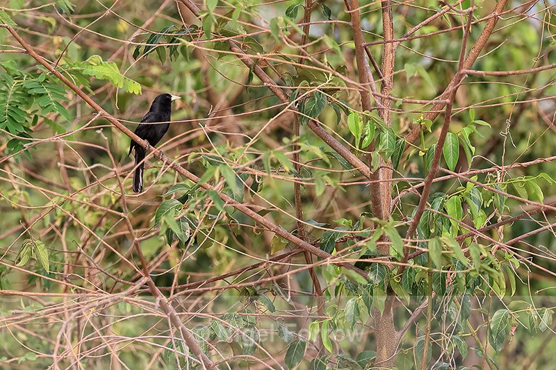 Solitary Black Cacique in tree, Pantanal, Brazil - Solitary Black Cacique