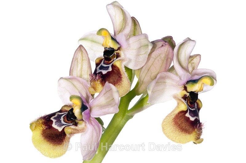  - WB: Orchids - Ophrys
