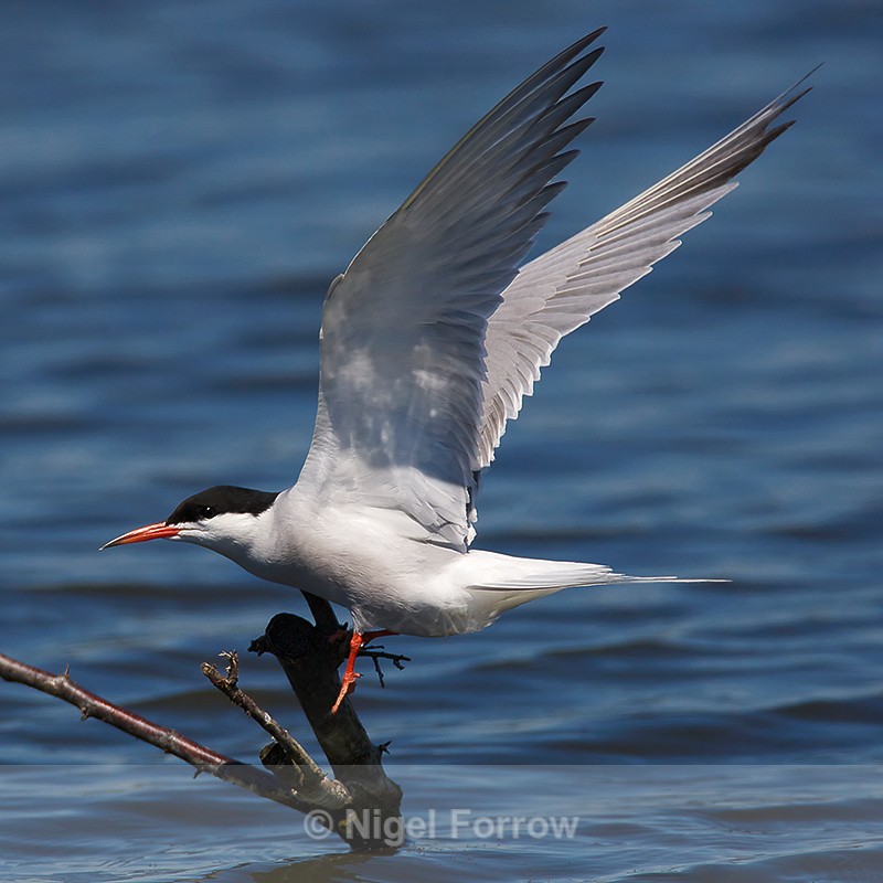 Common Tern landing on the Kingfisher perch at Otmoor - Common Tern