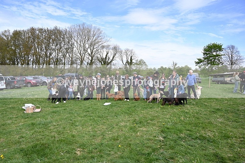 WJ6_9155 - Class 8 Best Working / Gun Dog or Bitch