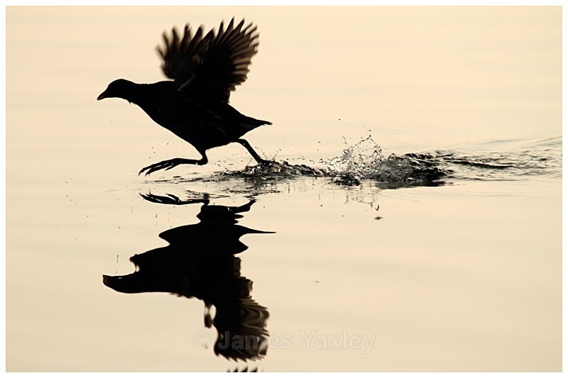 Moorhen Silhouette - The British Wildlife Photography Awards 2009 to 2014