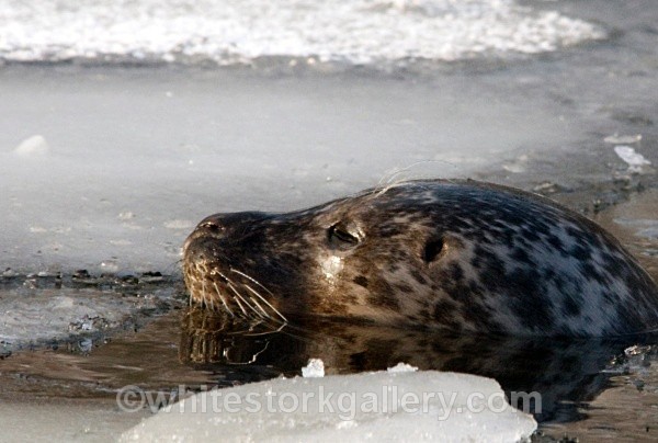 Winter Seal - Wildlife and Animals