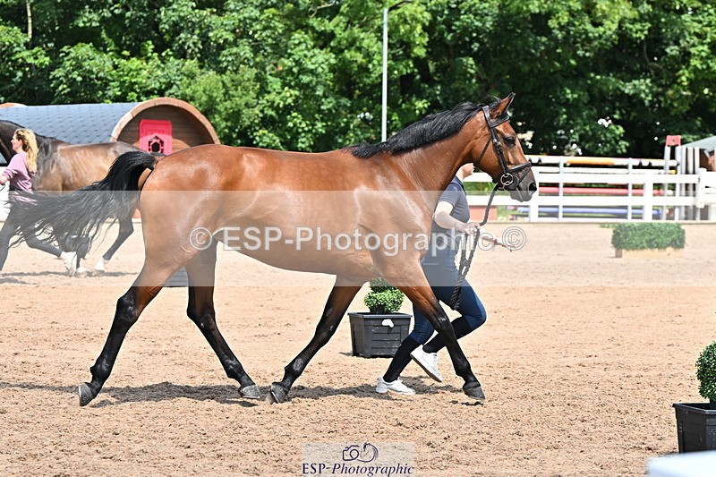 240718A-105312-01690 - Trot Up 1pm to 2pm