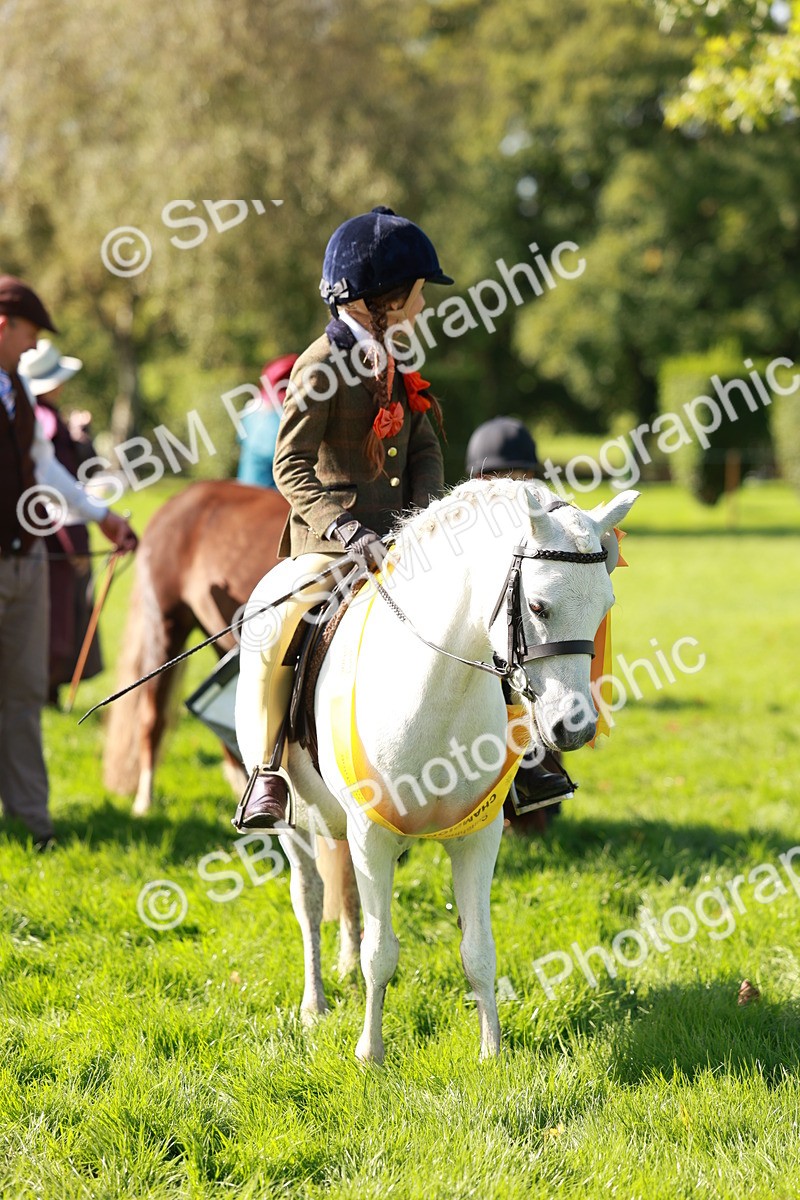 SBM_42157 - S32 - Mountain & Moorland Working Hunter Pony
