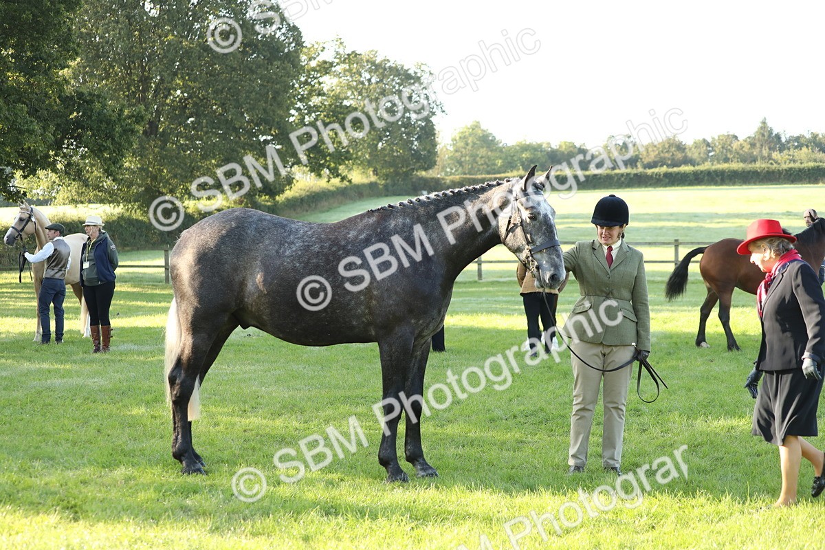 SBM_57952 - S42 - Youngstock