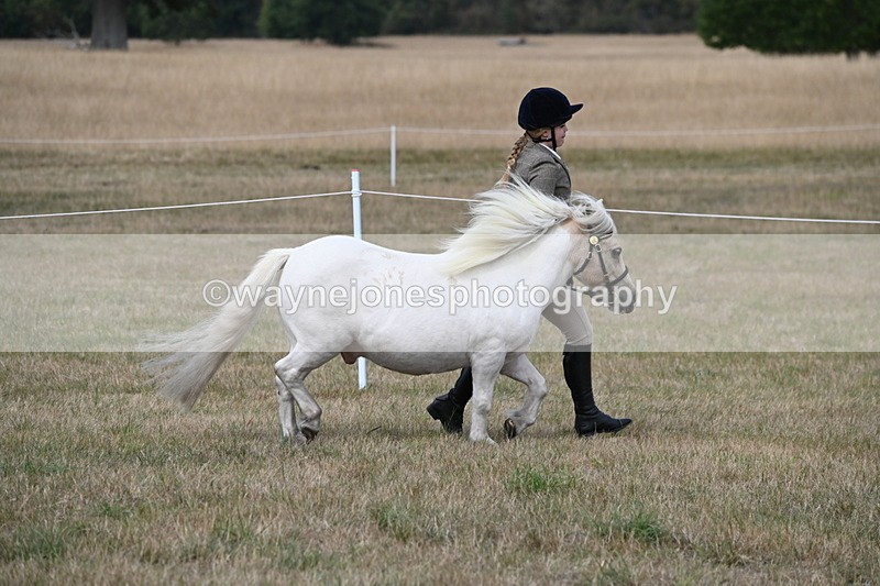 WJ6_6379 - Class 19 In-hand Veterans (Uploaded correct folder)