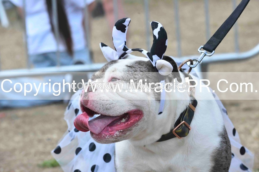 SH4_0283 - Dog show.