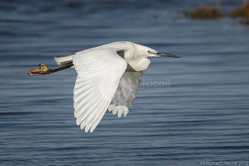 Little Egret (Egretta garzetta) flying - Little Egret (Egretta garzetta)