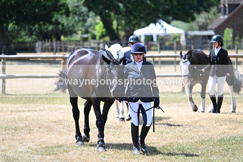 WJ7_2427 - Class 5a Most Handsome Gelding in hand (above 14.2hh)