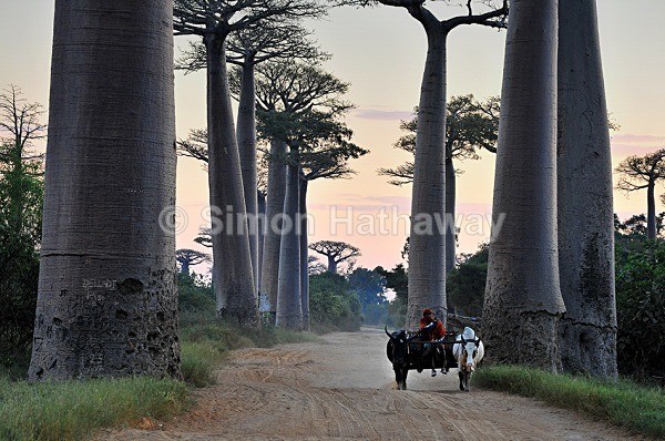  - Madagascar