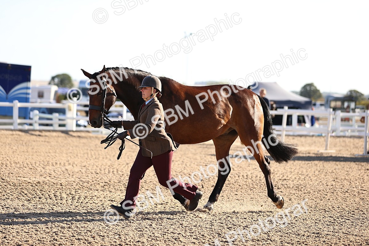 SBM_08380 - Class 401 - IH Veteran Horse