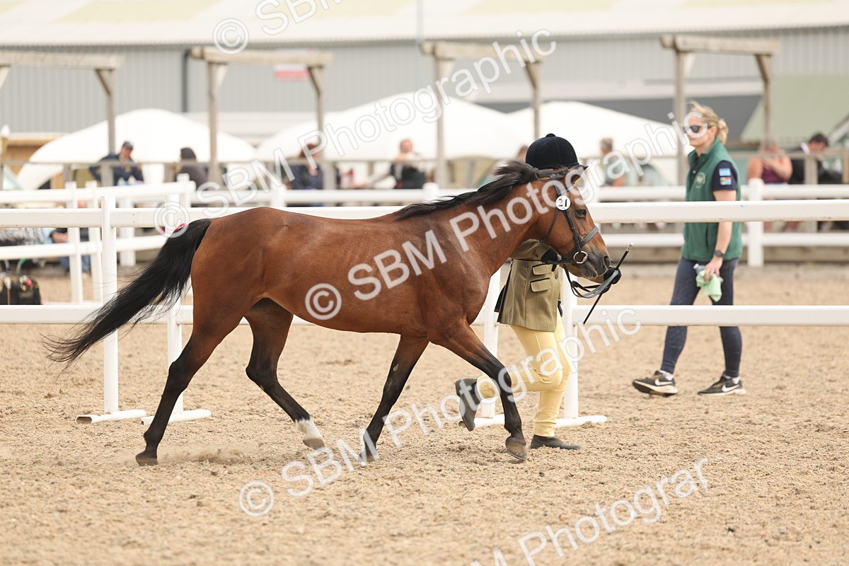 SBM_16970 - Class 312 - IH Competition Horse-Pony