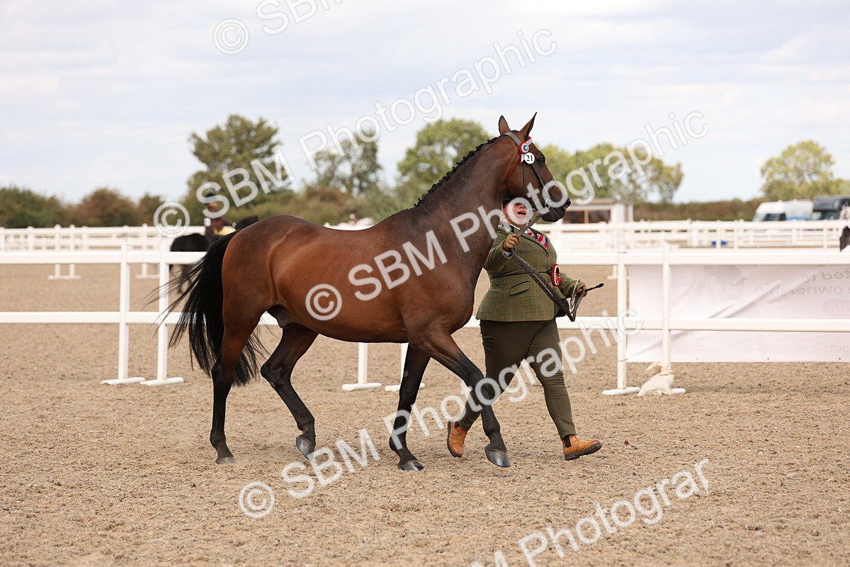 SBM_15414 - Class 210- IH Show Horse
