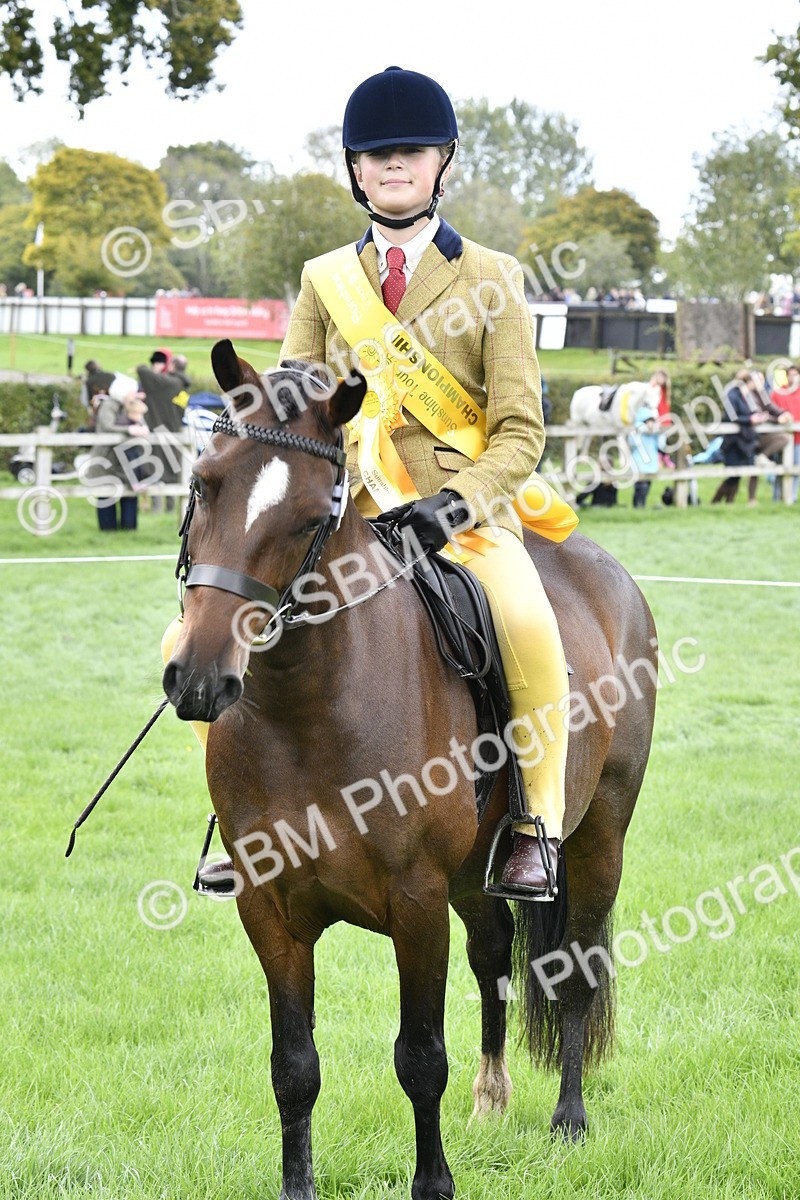 SBM_38282 - S31 - Novice & Newcomer Working Hunter Pony