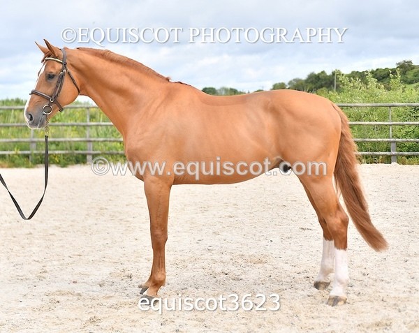 equiscot3623 - STALLION SELECTION