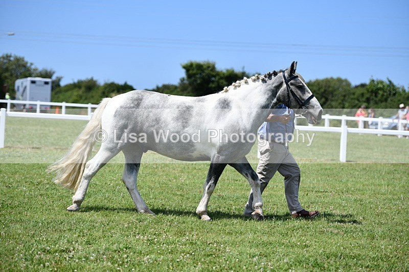 DSC_7446 - Class 63: Coloured Horse Youngstock