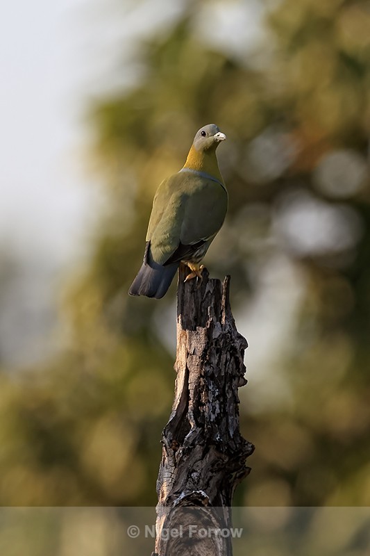 Yellow-footed Green Pigeon, Bandhavgarh Tiger Reserve, India - Yellow-footed Green Pigeon