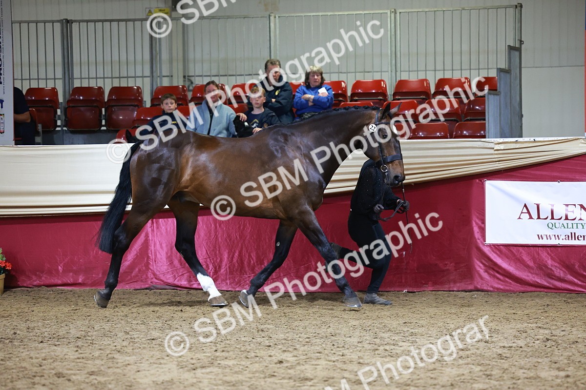 SBM_20462 - Class G - IH Large (over 148cm)Champ