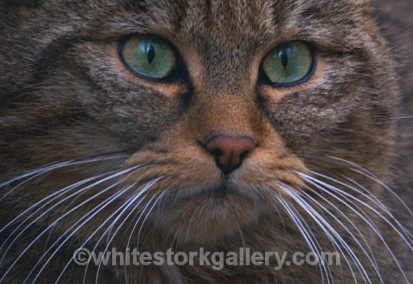 European Wildcat - Wildlife and Animals