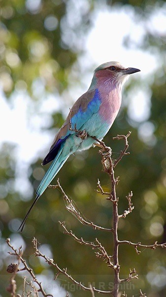 The Lilac Breasted Roller - SA - BIRDS & INSECTS