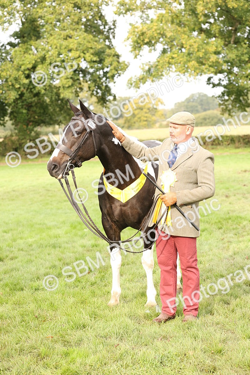 SBM_56828 - S54 - Piebald & Skewbald Horse In Hand