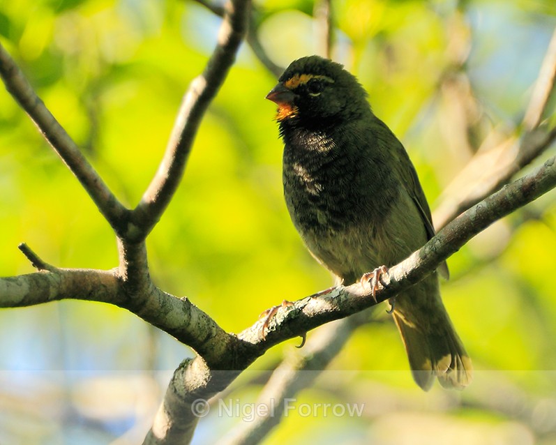 Yellow-faced Grassquit (male) perched on a branch in a tree at El Sol - Yellow-faced Grassquit