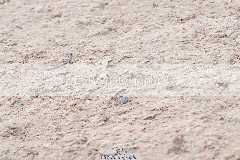 250425-090450-08296 - Cls 26 Young Horse 5yr old