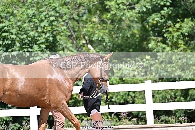 250716-123801-00072 - Trot Up 12.30 to 1.30