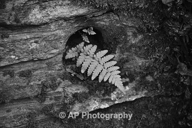 ACP_4631 - Plants