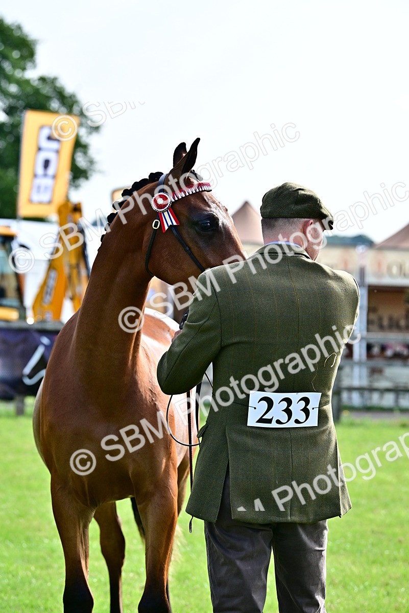 SBM_00109 - Class 46-49 - Arab and Part Bed-Anglo Arab In Hand