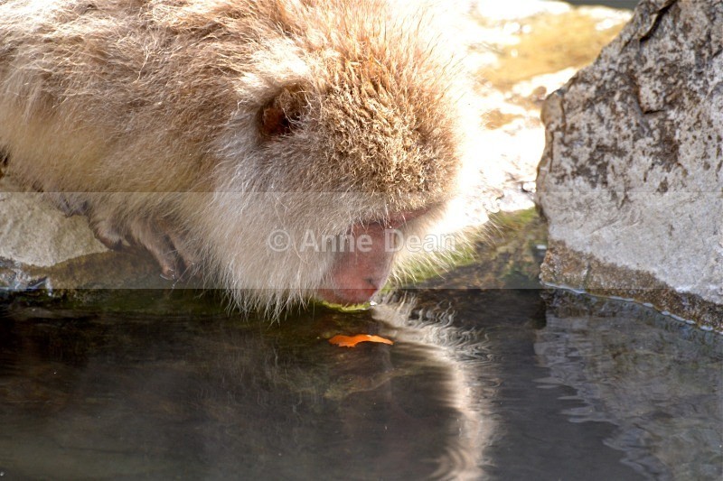 Narcissus, perhaps? - Japanese wildlife - Snow Monkeys