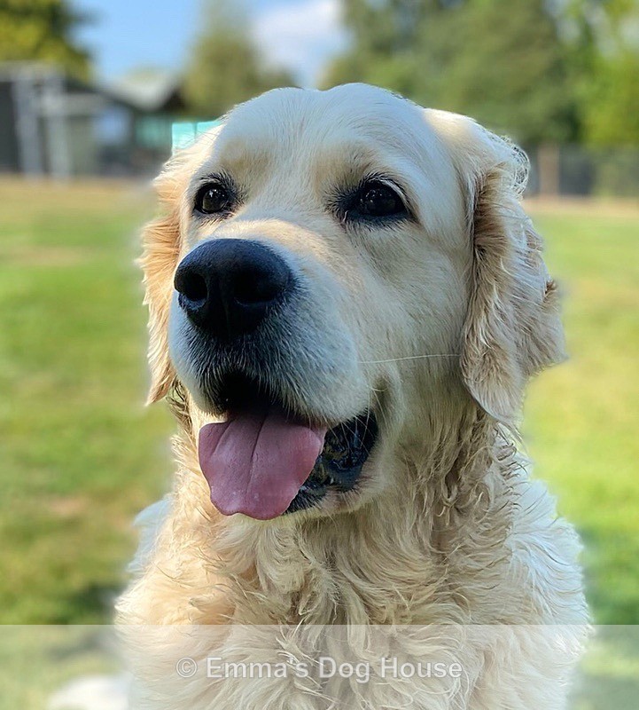  - Pawtraits