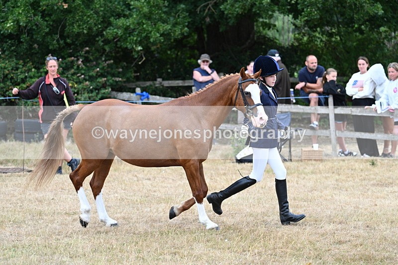 WJ7_8540 - Class 4 Prettiest Mare up to 14.2hh