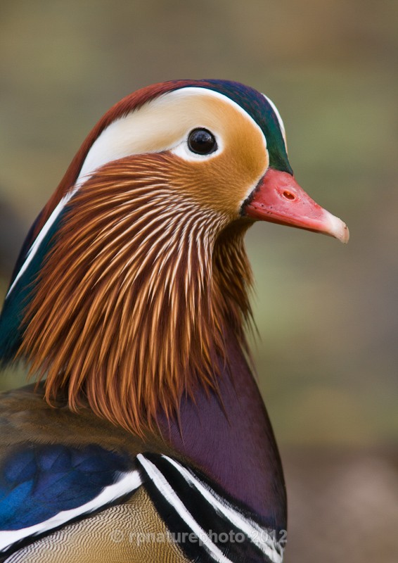 Mandarin Duck - Aix galericulata RPNP0061 - Birds