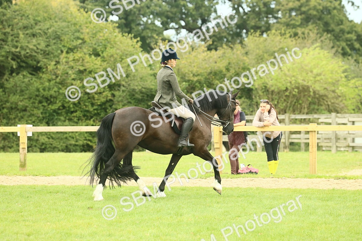 SBM_72149 - S60 - Mountain & Moorland Ridden Large Breeds