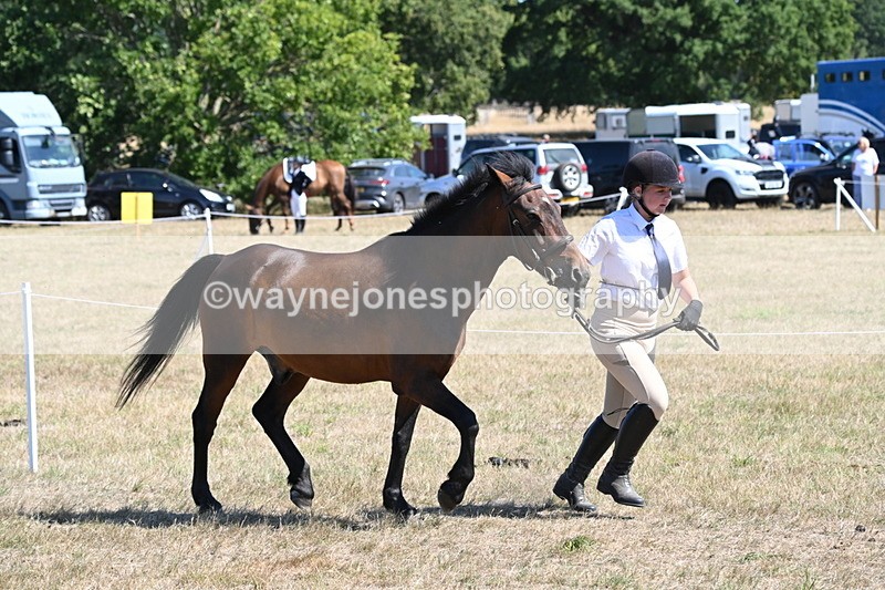 WJ6_8567 - Class 37b Best Loan Pony In-hand