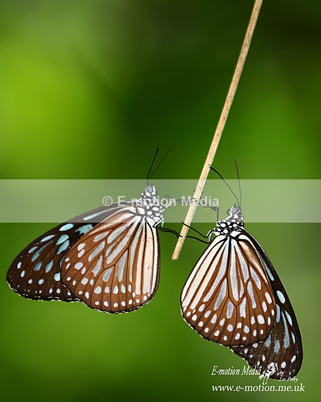Nature-1 - Nature