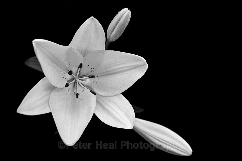 Lily