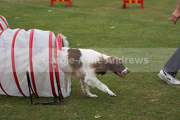  - Tendring Agility Group- St Osyth Summer Fete