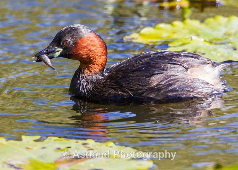 Astland Photography, Bird and Wildlife Images, Susan and Peter Wilson, U.K.