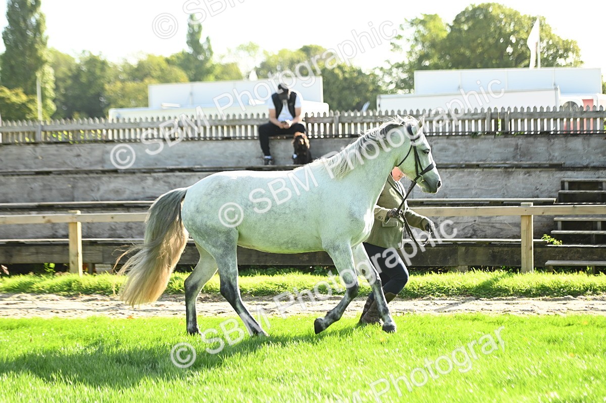SBM_15857 - S1 - TSR in Hand Horse & Pony Showing