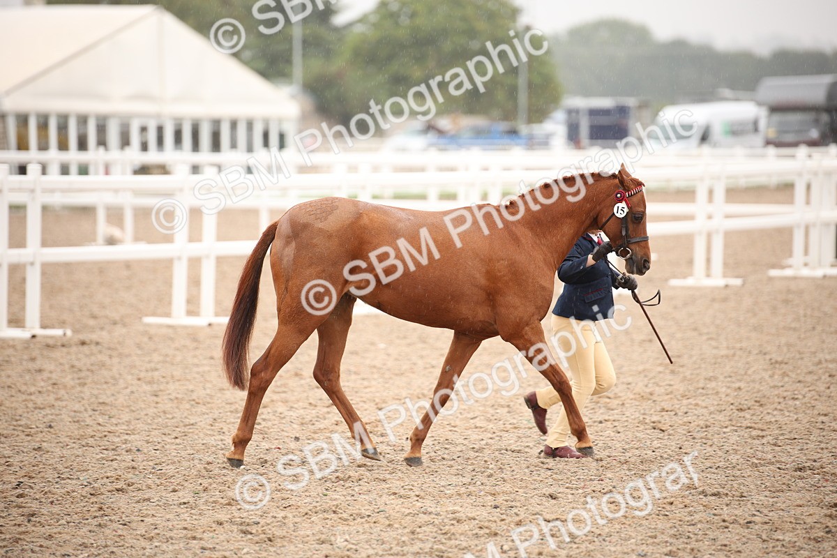SBM_20117 - Class 702 - IH  Show Horse Pony