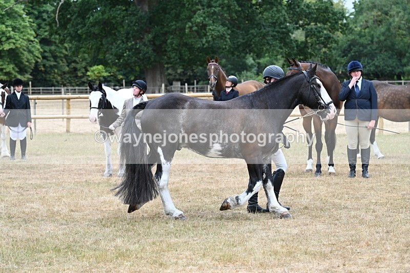 WJ7_9858 - Class 5a Most Handsome Gelding (above 14.2hh)