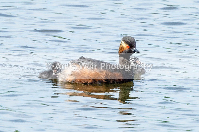 20180605-Woolston-8E0A9001 - Black-necked Grebe